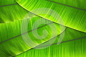 banana leaves tree Textured abstract background