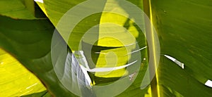 Banana leaves on the underside. The sun shines through the palm branches. Natural tropical background. Shining rays of the sun