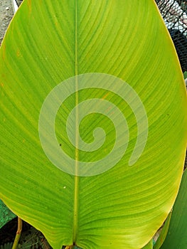 banana leaves are yellowish green with a beautiful texture photo