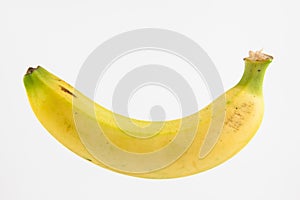 Banana Musa acuminata photo