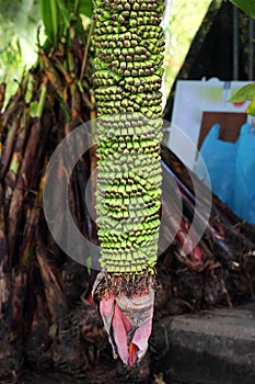 Banana musa chiliocarpa back photo