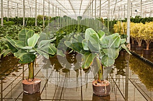 Banana Musa in a hydroculture plant nursery photo