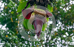 Banana Musa paradisiaca  flowers, in shallow focus