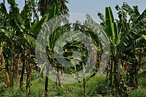 Banana or Musa, plantation near Hampi, Karnataka, India