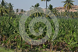 Banana or Musa, plantation near Hampi, Karnataka, India