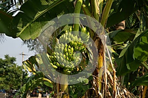 Banana or Musa, plantation near Hampi, Karnataka, India