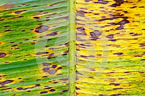 Banana (Musa sapientum) tree leaf photo