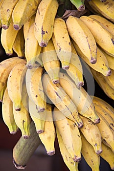 Banana photo