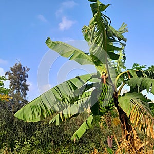 Banana in oromia Ethiopia