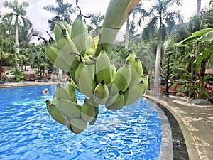 Banana over the pool