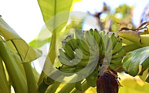 Banana palm with fruits