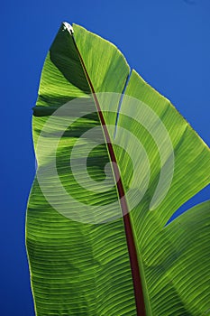 Banana Palm Leaf