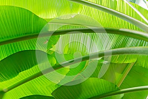 Banana palm leaf background. Tropical plant texture