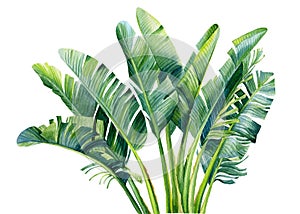 Banana palm, palm leaves, hand drawing, watercolor botanical painting