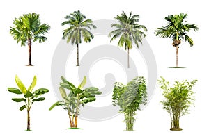 Banana, palm tree, bamboo on isolated background.