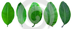 Banana palm tree collection isolated on a white background.Banana leaves and banana bunch for graphic design.Tropical fruits are e