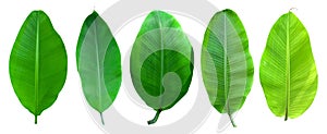 Banana palm tree collection isolated on a white background.Banana leaves and banana bunch for graphic design.Tropical fruits are e