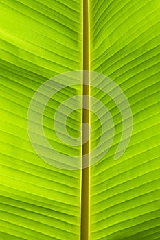 Banana palm tree green leaf