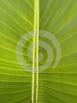 Banana palm tree green leaf