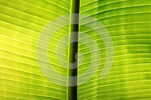 Banana palm tree leaf closeup. Natural texture background. Green color. Soft focus. Sun light effect