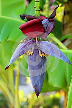 Banana palm tree pod