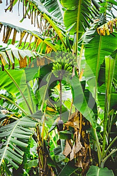 Banana palm tree on the trakking route in Paul valley on Santo Antao, Cape Verde