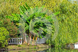 Banana palm trees in a park on the shore of a reservoir with a concrete fence with columns, near pond