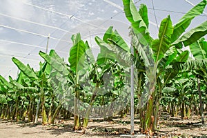 Banana palm trees rows on cultivated fruit orchard photo