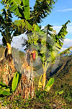 Banana palmes colombia jungles south america latin america