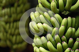 Banana palms plantation,bunches of green bananas on a branch of banana palm