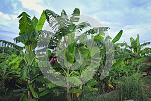 Banana Park in Bannok