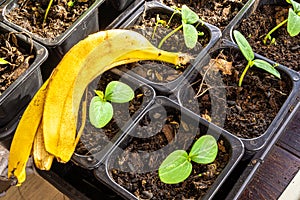 Banana peel as a fertilizer for seedlings of the pumpkin family for feeding with potash organic fertilizers