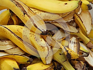 Banana peels in the composter for humus