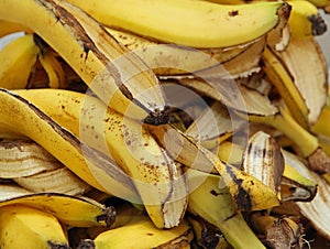 Banana peels in the composter for humus photo