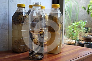 Banana peels are soaked in bottles to be used as liquid organic fertilizer