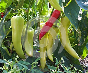 Banana Pepper Plant