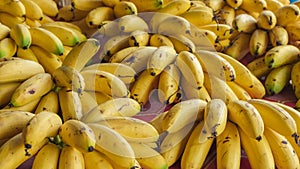 Banana piles for sale