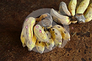 Banana with pills for sick elephant