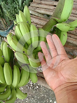 Banana pisang muda