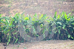 Banana planation wild