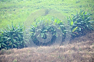 Banana planation wild