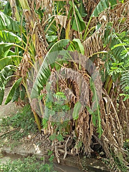 The banana plant