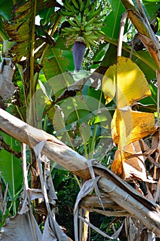 Banana plant with bunch of bananas