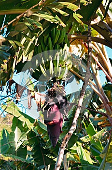 Banana plant with flowers and fruits
