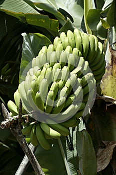 Banana plant & fruit on a Plantation, La Palma, Canary Islands, Spain