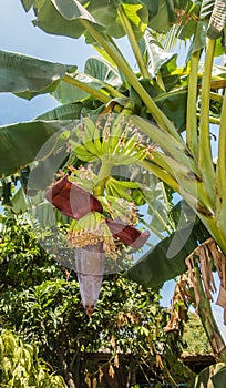 Banana plant with growing banana fruits