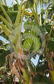 Banana plant with growing banana fruits