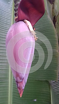 Banana plant joint path of tasty food
