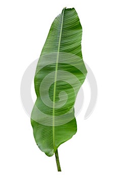 Banana plant leaf, the tropical evergreen vine isolated on white background, clipping path included