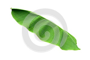 Banana plant leaf, the tropical evergreen vine isolated on white background, clipping path included